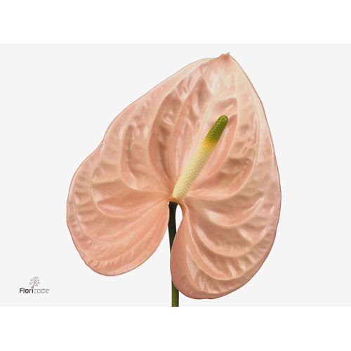 ANTHURIUM CHEERS